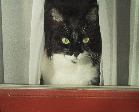 Dewey