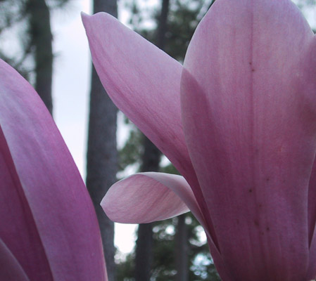 Magnolia