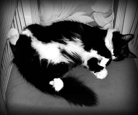 Nude Cat 1