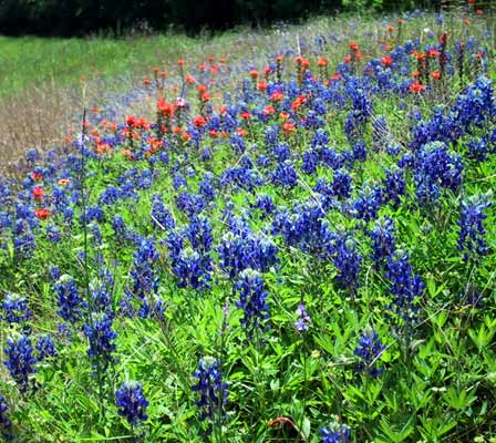 not taken on a wildflower drive, but rather on a geocaching bikeride on sunday 2 miles from our house.