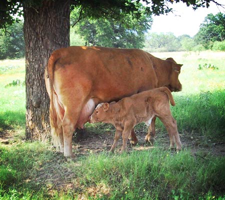 momma cow and baby cow