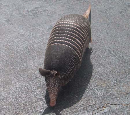 meet the armadillo