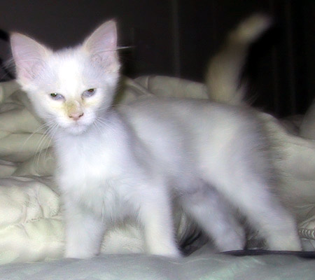 meet the kitten