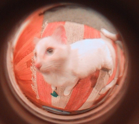 Lizzie through a peephole