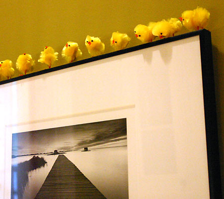 these little chicks crack me up every time