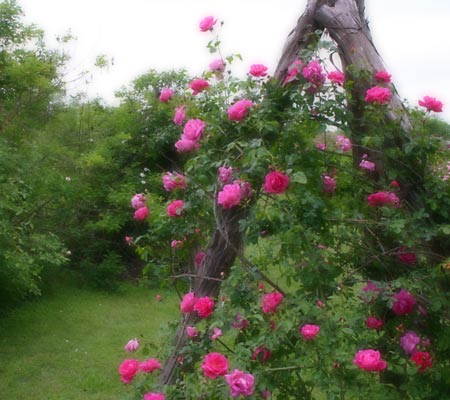 Antique Rose Emporium