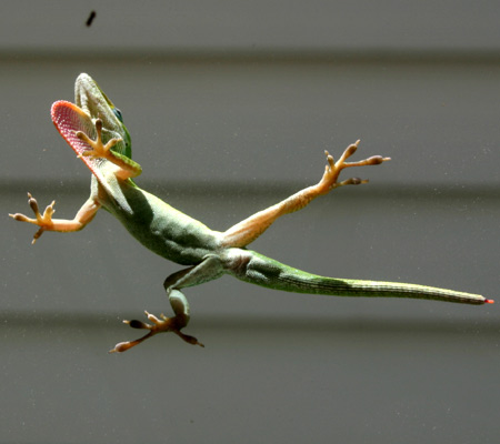 green anole on a dirty family room window, just starting to puff up