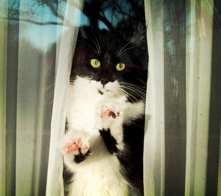 dewey