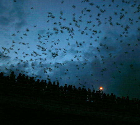 Austin bats