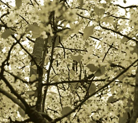 pear tree on Heights Blvd.
