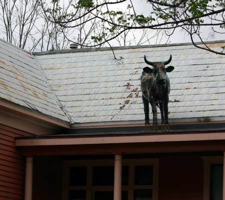 circuit cow on roof