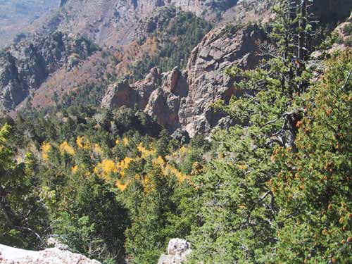 We caught Albuquerque at just about the peak of fall foliage season. They have a lot of aspens.