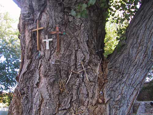 The entire area, including trees and fences, was covered with small handmade crosses.