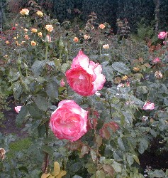 International Rose Test Garden