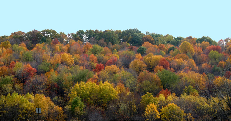 Lynch's Hill