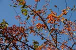Crab Apples