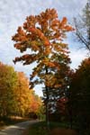 Tall Maple