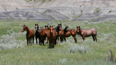 Curious Horses